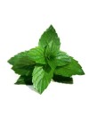 Mint Leaves